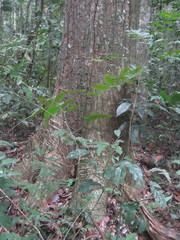 Cedrelinga cateniformis