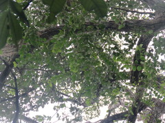 Cedrelinga cateniformis