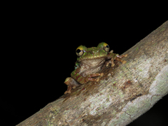 Osteocephalus cabrerai