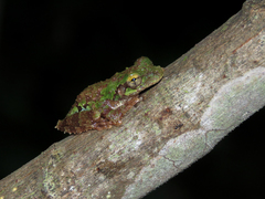 Osteocephalus cabrerai