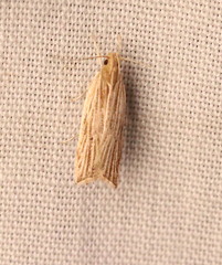 Helcystogramma hystricella