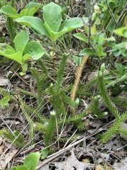 Lycopodium lagopus