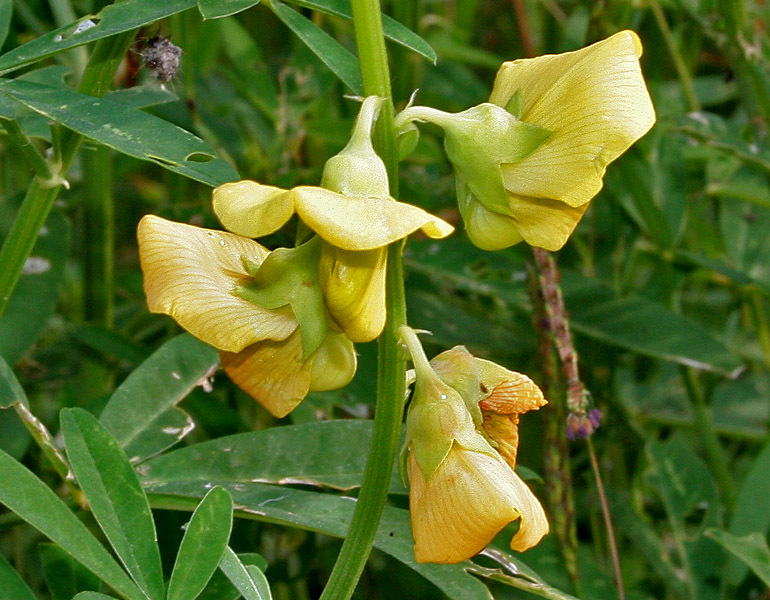 Crotalaria quinquefolia