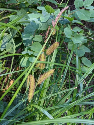 Image of Carex barbarae by (c) Ken-ichi Ueda, some rights reserved (CC BY)