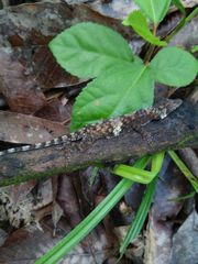 Anolis petersii