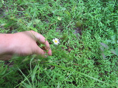 Astranthium integrifolium