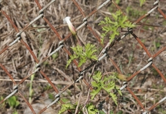 Distimake dissectus dissectus