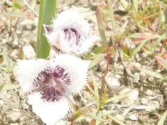 Calochortus elegans