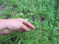 Astranthium integrifolium