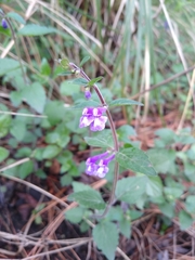Scutellaria dumetorum