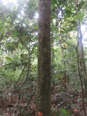 Tetragastris panamensis