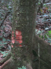 Tetragastris panamensis