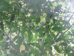 Tetragastris panamensis