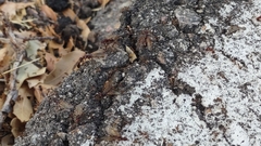 Pheidole obtusospinosa