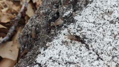 Pheidole obtusospinosa