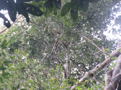 Aspidosperma excelsum
