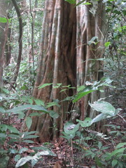 Aspidosperma excelsum