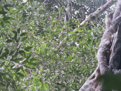 Aspidosperma excelsum