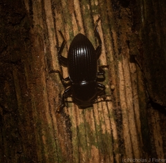 Hydissus feronioides