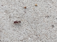 Pogonomyrmex huachucanus