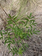 Aralia hispida