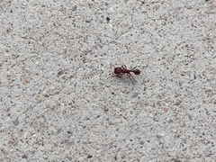 Pogonomyrmex huachucanus