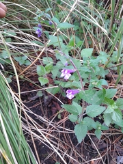 Scutellaria dumetorum