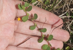 Chamaecrista rotundifolia