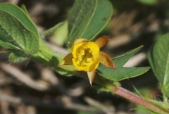 Chamaecrista rotundifolia