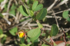 Chamaecrista rotundifolia