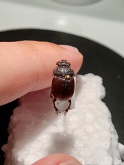 Eucanthus lazarus