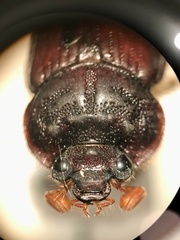 Eucanthus lazarus