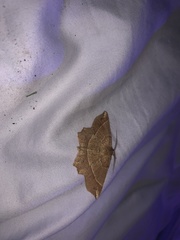 Euchlaena tigrinaria