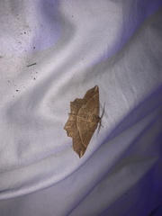 Euchlaena tigrinaria