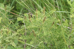 Amorpha nana