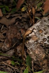 Didymoplexis pallens