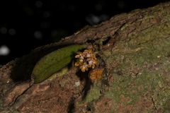 Smithsonia straminea