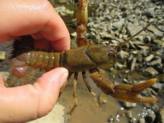 Cambarus rusticiformis