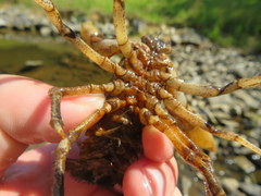 Cambarus rusticiformis