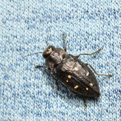 Phaenops