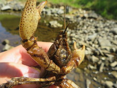 Cambarus rusticiformis