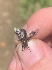 Chrysops cincticornis