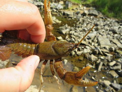 Cambarus rusticiformis