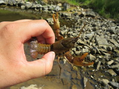 Cambarus rusticiformis