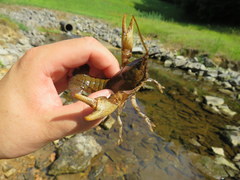 Cambarus rusticiformis