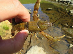 Cambarus rusticiformis