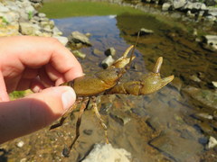 Cambarus rusticiformis