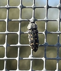 Acmaeodera pinalorum