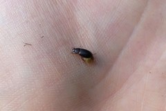 Helochares obscurus
