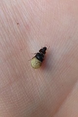 Helochares obscurus